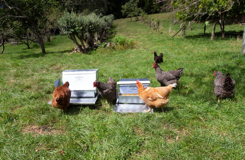 Hens choosing between the large and <a href="/en_nz/product/standard-chicken-feeder/">standard chicken feeders</a>