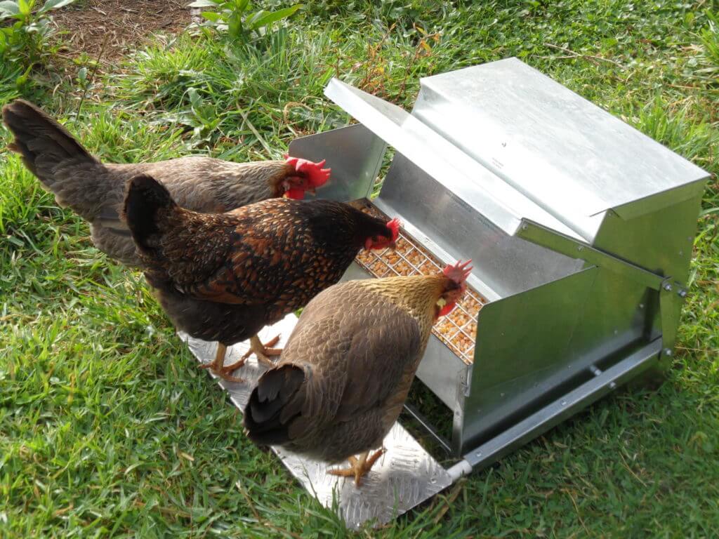 3 hens at once can comfortably access their feed in the Grandpa Automatic Chicken feeder