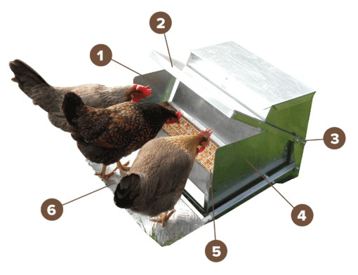 Chooks-on-feeder-wth-numbers-v2