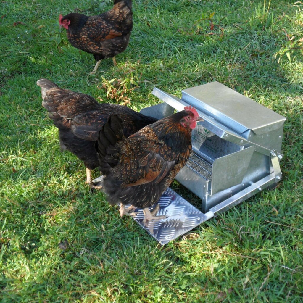 chicken standing on a large chicken feeder, Automatic Chicken Feeder 