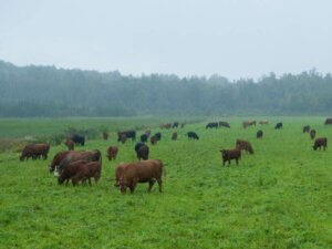 wet day on the farm. Waterproof chicken feeder is necessary to protect feed