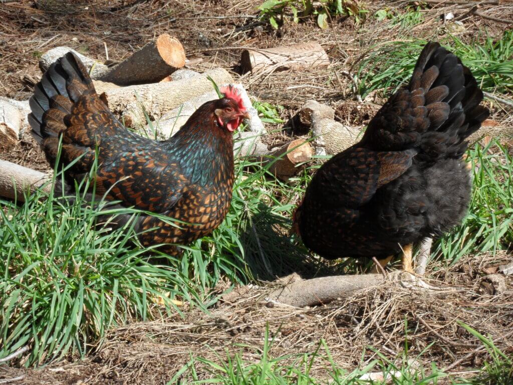 3 Mistakes to Avoid When Choosing a Chicken Feeder