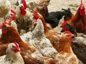 large flock of chickens needing a a large chicken feeder